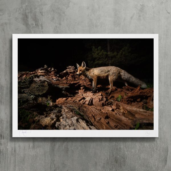 Roxy posing on fallen trunk  - photo fine art print Zu verkaufen