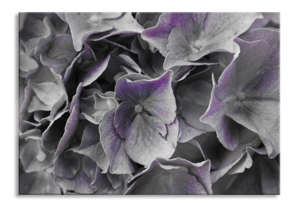 Blaue Hortensien Blüte, Glasbild Verkauf