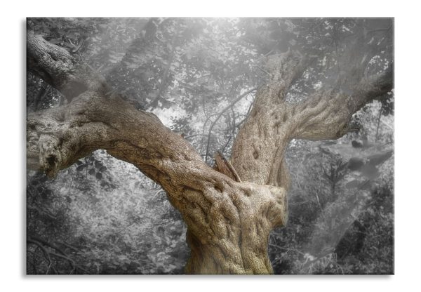 Mächtiger Baum im Wald, Glasbild Schn?ppchen