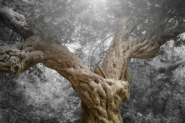 Mächtiger Baum im Wald, Glasbild Schn?ppchen – Bild 5