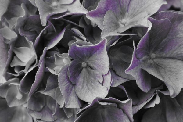 Blaue Hortensien Blüte, Glasbild Verkauf – Bild 5