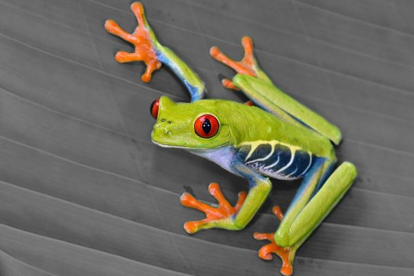 kleiner grüner Frosch auf Blatt, Glasbild Mode – Bild 5