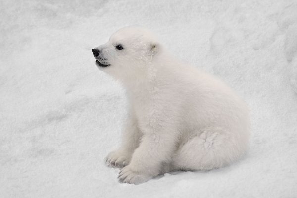 niedliches Eisbär Baby, Glasbild Angebot – Bild 5
