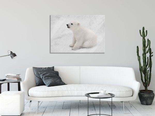 niedliches Eisbär Baby, Glasbild Angebot – Bild 2