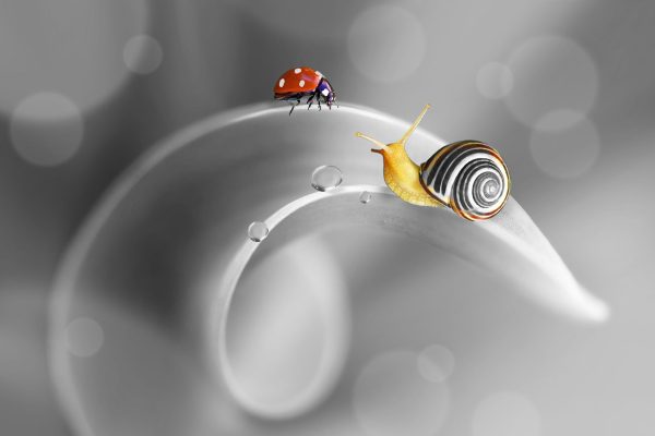 eine Schnecke und Marienkäfer, Glasbild Schn?ppchen – Bild 5