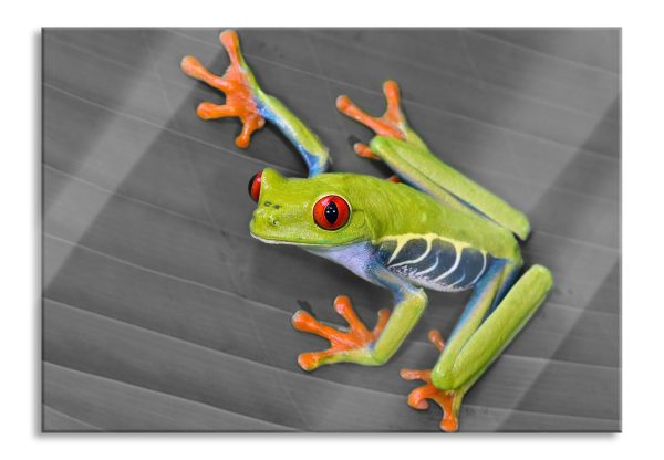 kleiner grüner Frosch auf Blatt, Glasbild Mode