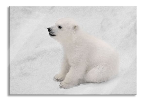 niedliches Eisbär Baby, Glasbild Angebot