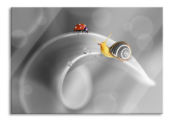 eine Schnecke und Marienkäfer, Glasbild Schn?ppchen
