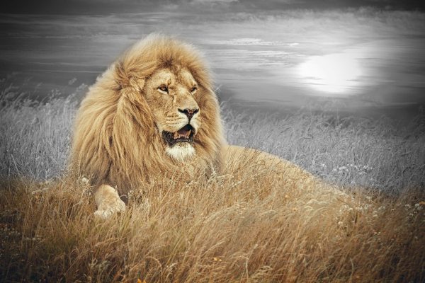mächtiger Löwe, Glasbild Online – Bild 5