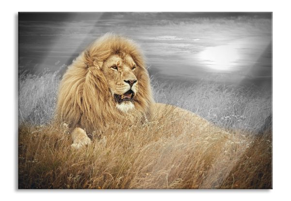 mächtiger Löwe, Glasbild Online